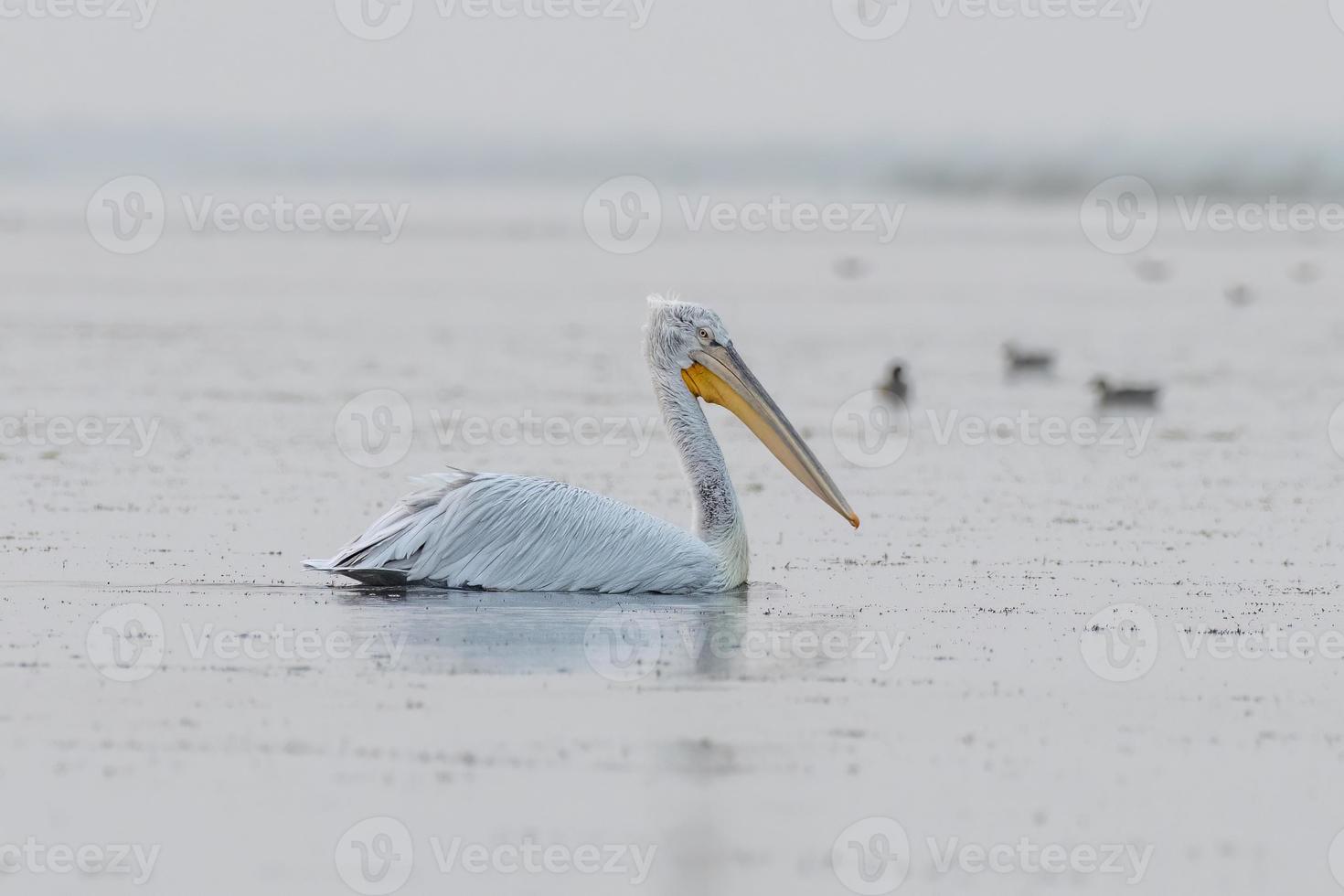 dalmatian pelikan eller pelecanus crispus, observerats i nalsarovar i gujarat, Indien foto