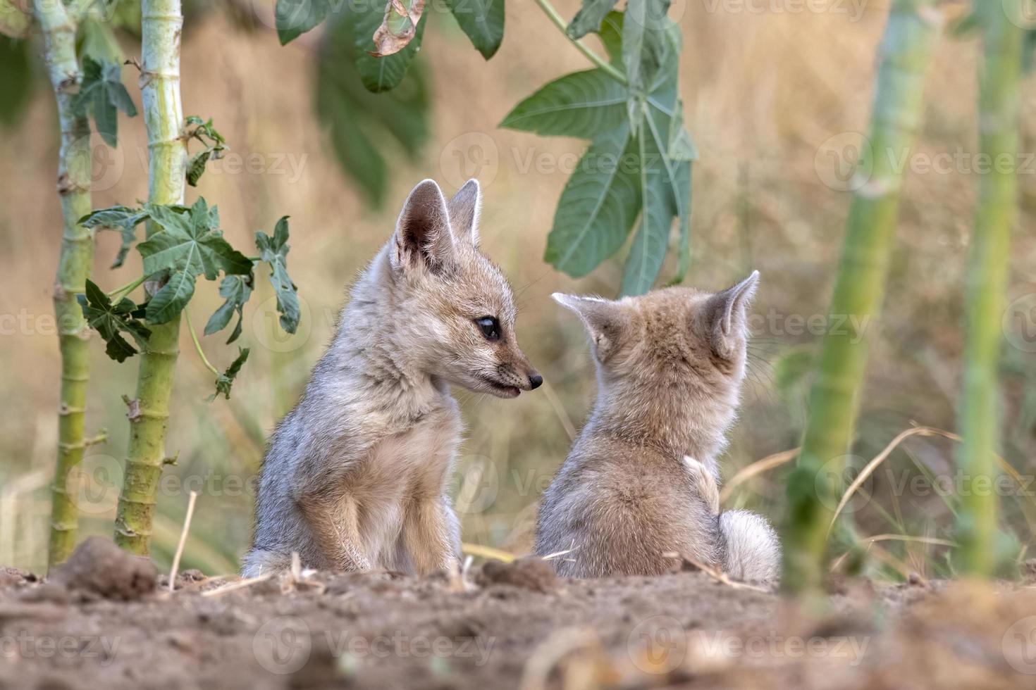 pups av bengal räv eller vulpes bengalensis observerats nära nalsarovar i gujarat foto