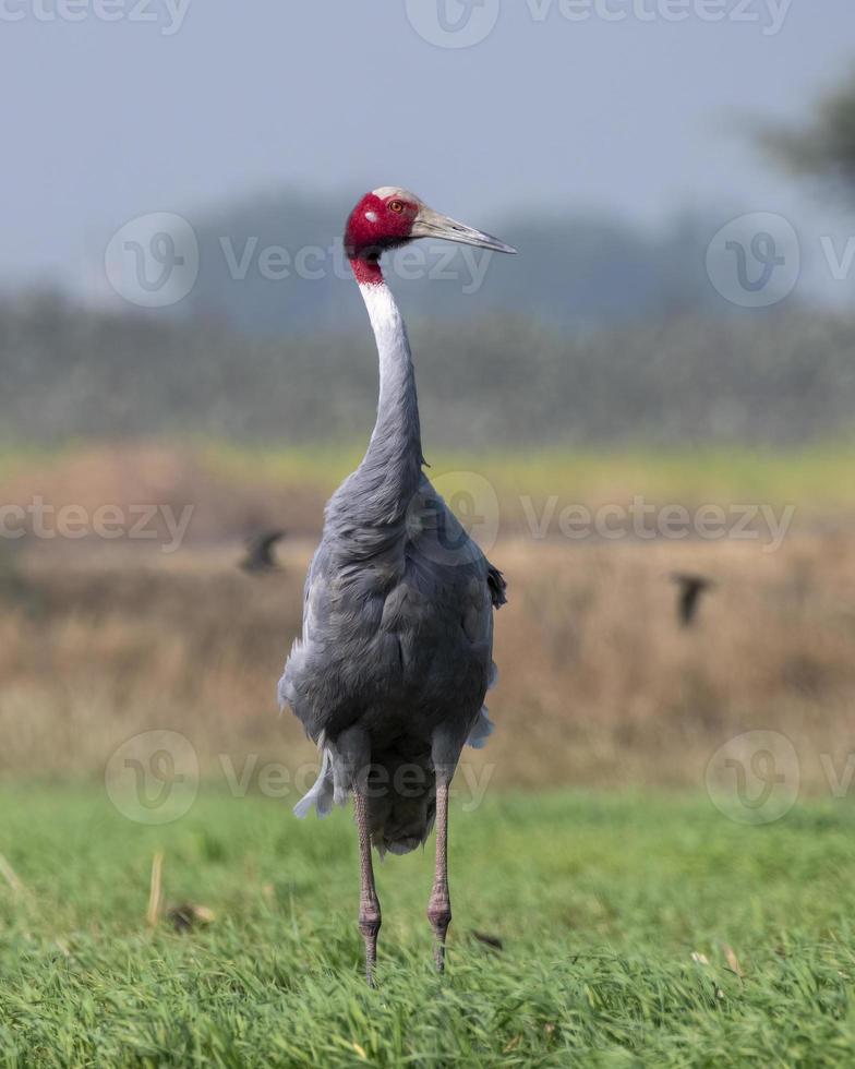 sarus kran eller antigon antigon observerats nära nalsarovar i gujarat, Indien foto