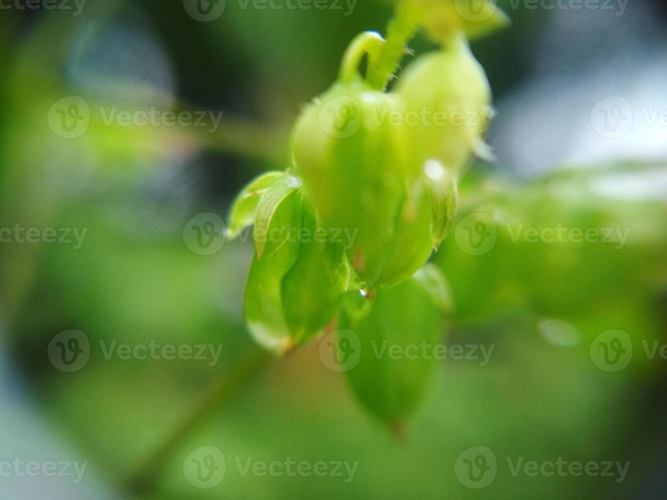 grön växt makro Foto med suddig bakgrund