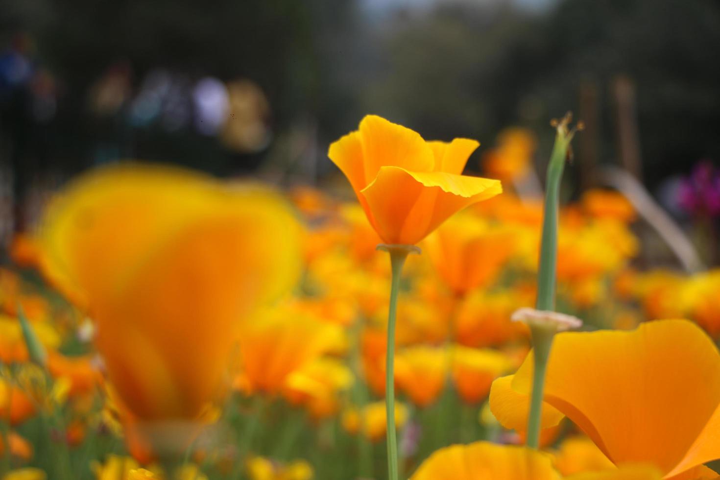 de blommor i de trädgård se mycket skön foto