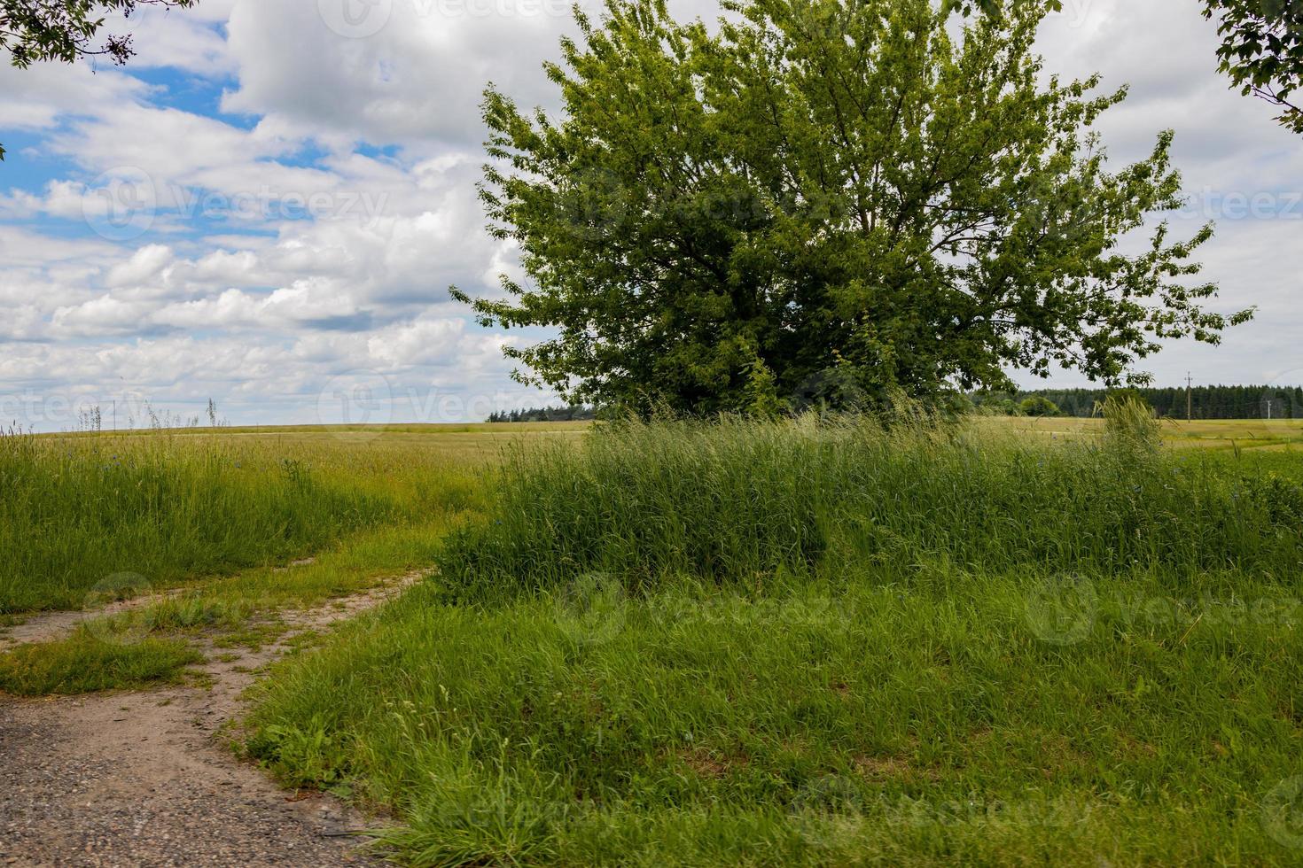 landskap smal smuts väg bland grön träd foto