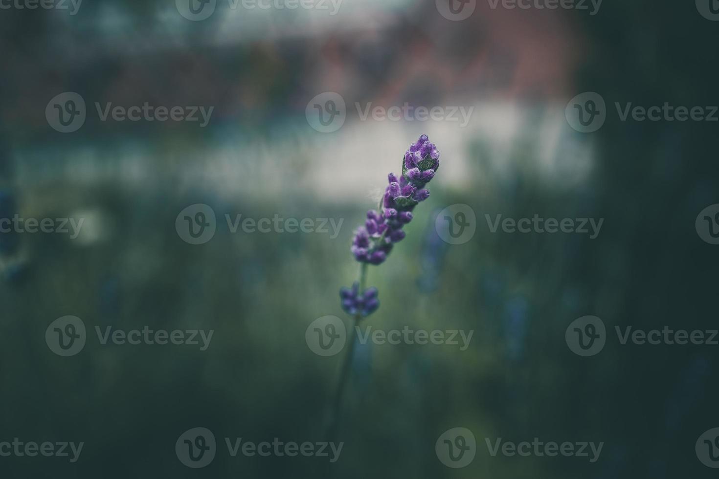 lavendel- blommor i de trädgård på grön bakgrund foto