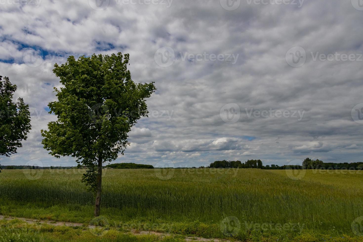 jordbruks landskap i polen på en sommar dag foto