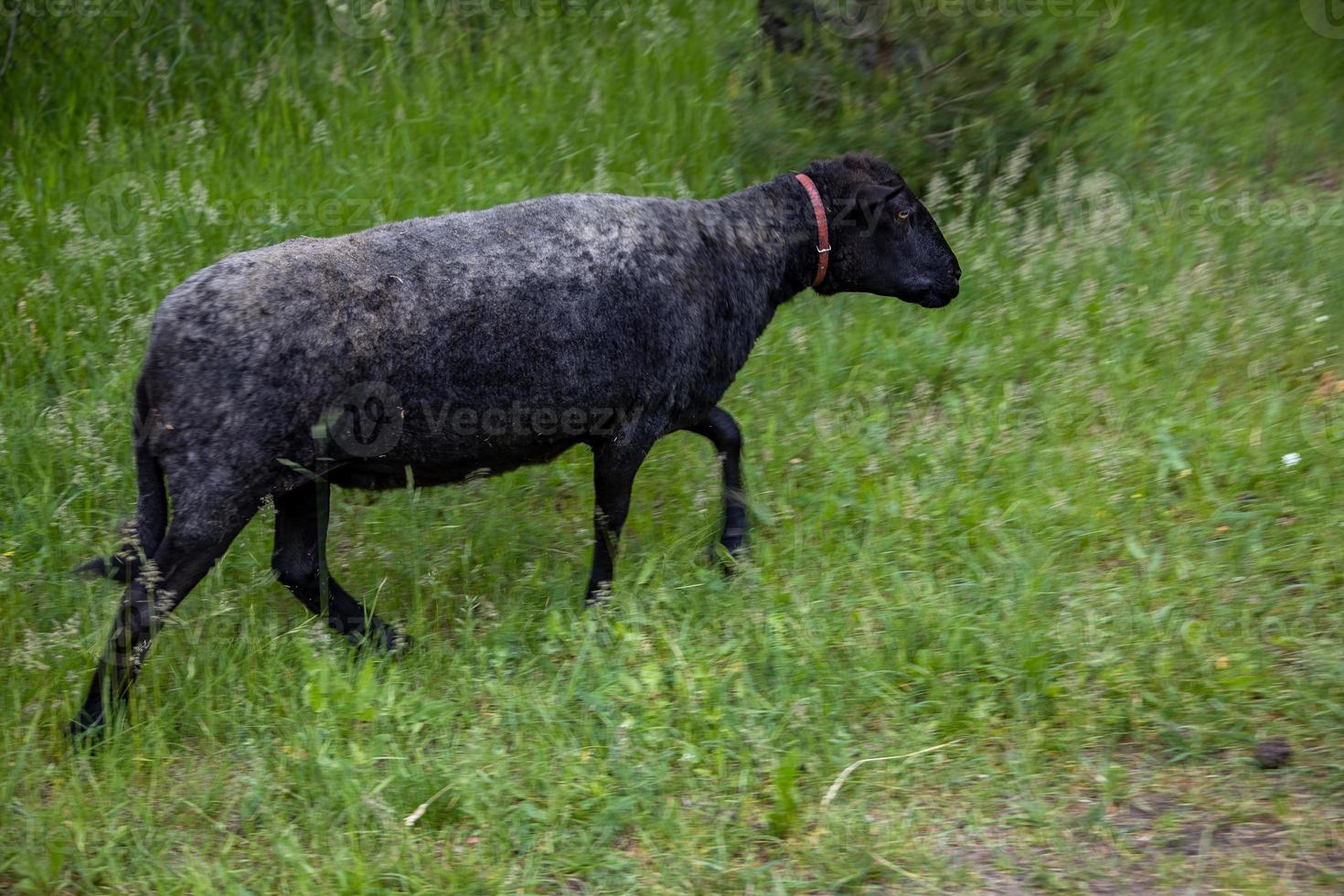 fårvandring löst runt om de bruka på en sommar dag foto