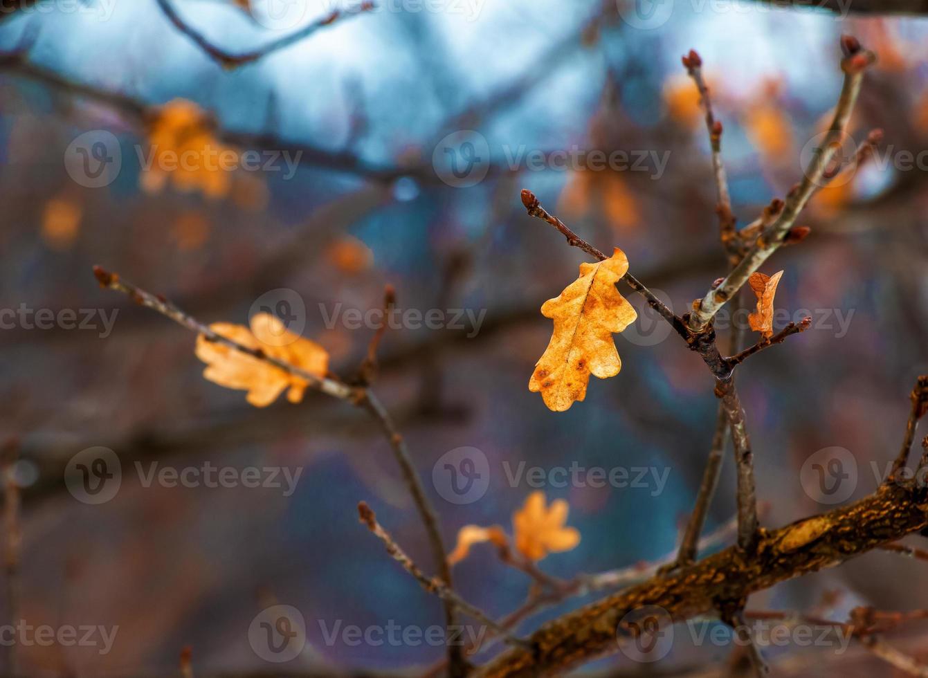 quercus iberica är en lövfällande träd inföding till de Kaukasus. georgiansk ek är en snarare stor träd växande upp till 25 meter i höjd. foto