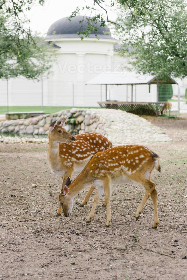 små rådjur i en Zoo i natur utomhus foto