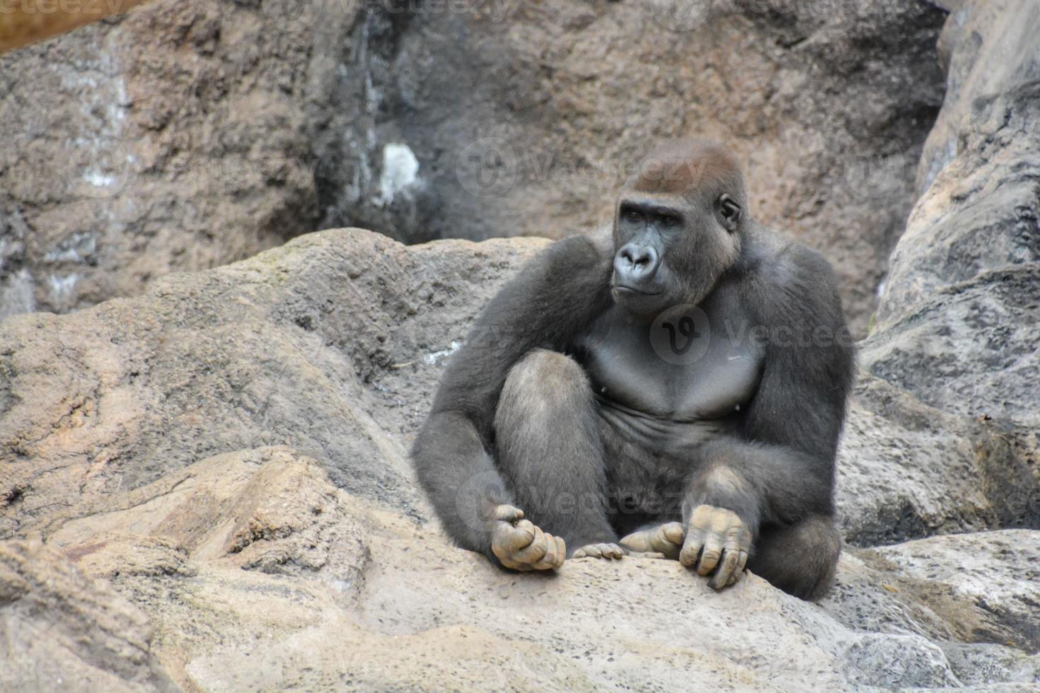 en gorilla vilar på en sten foto