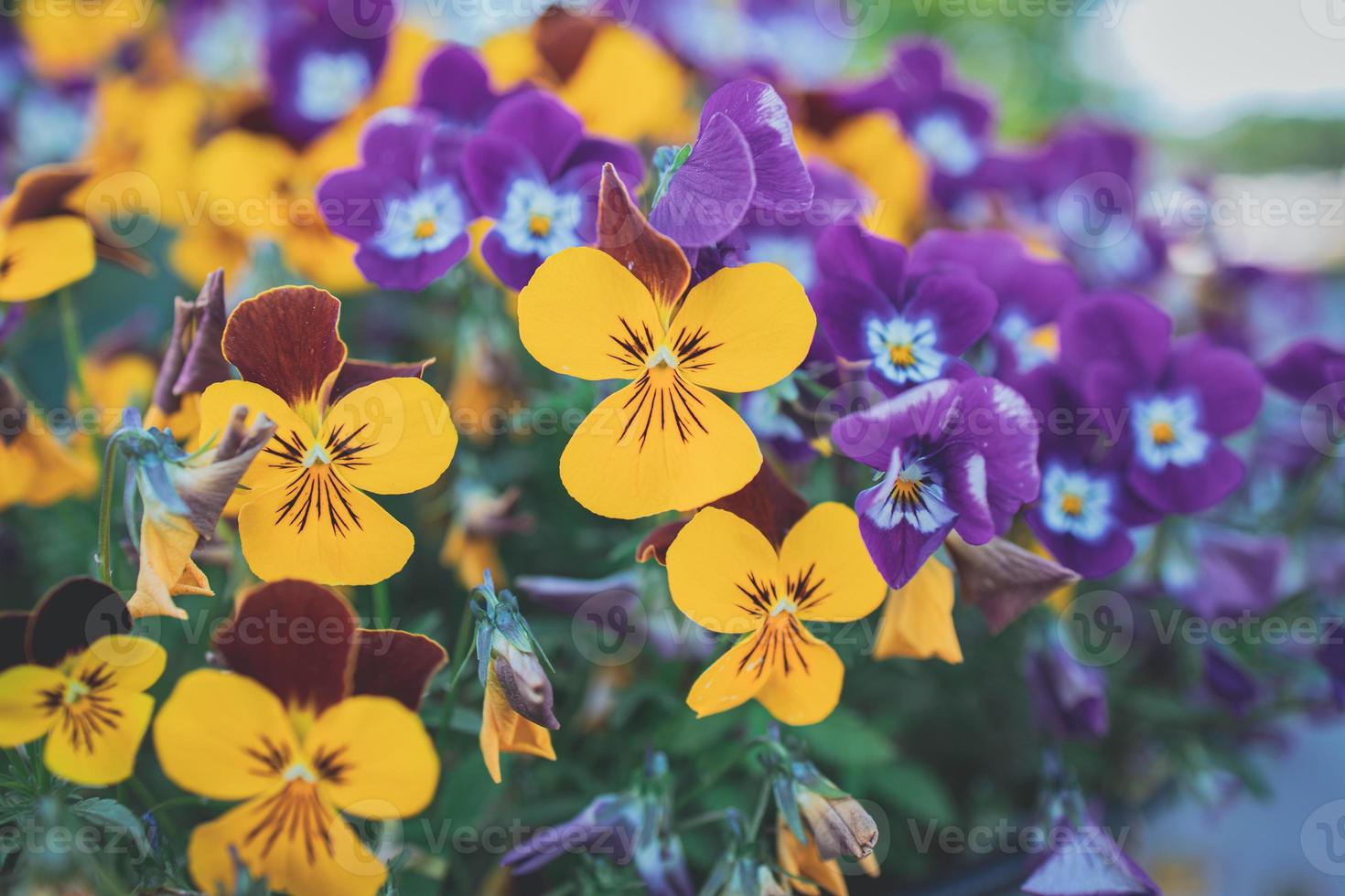 bakgrund med vår färgad pansies i närbild foto