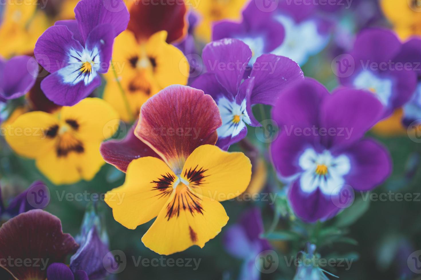 bakgrund med vår färgad pansies i närbild foto