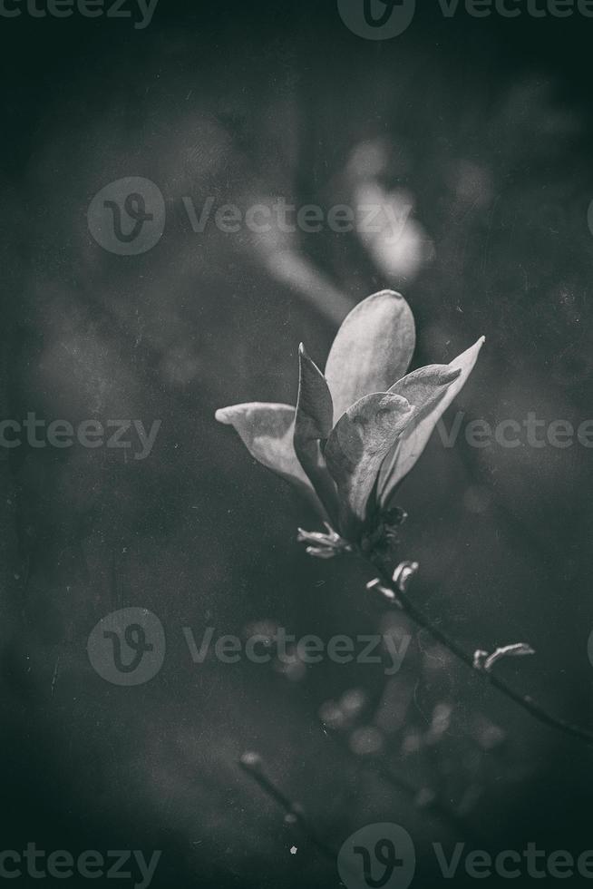 rosa magnolia blomma blomning på de trädgård träd på en värma vår dag foto