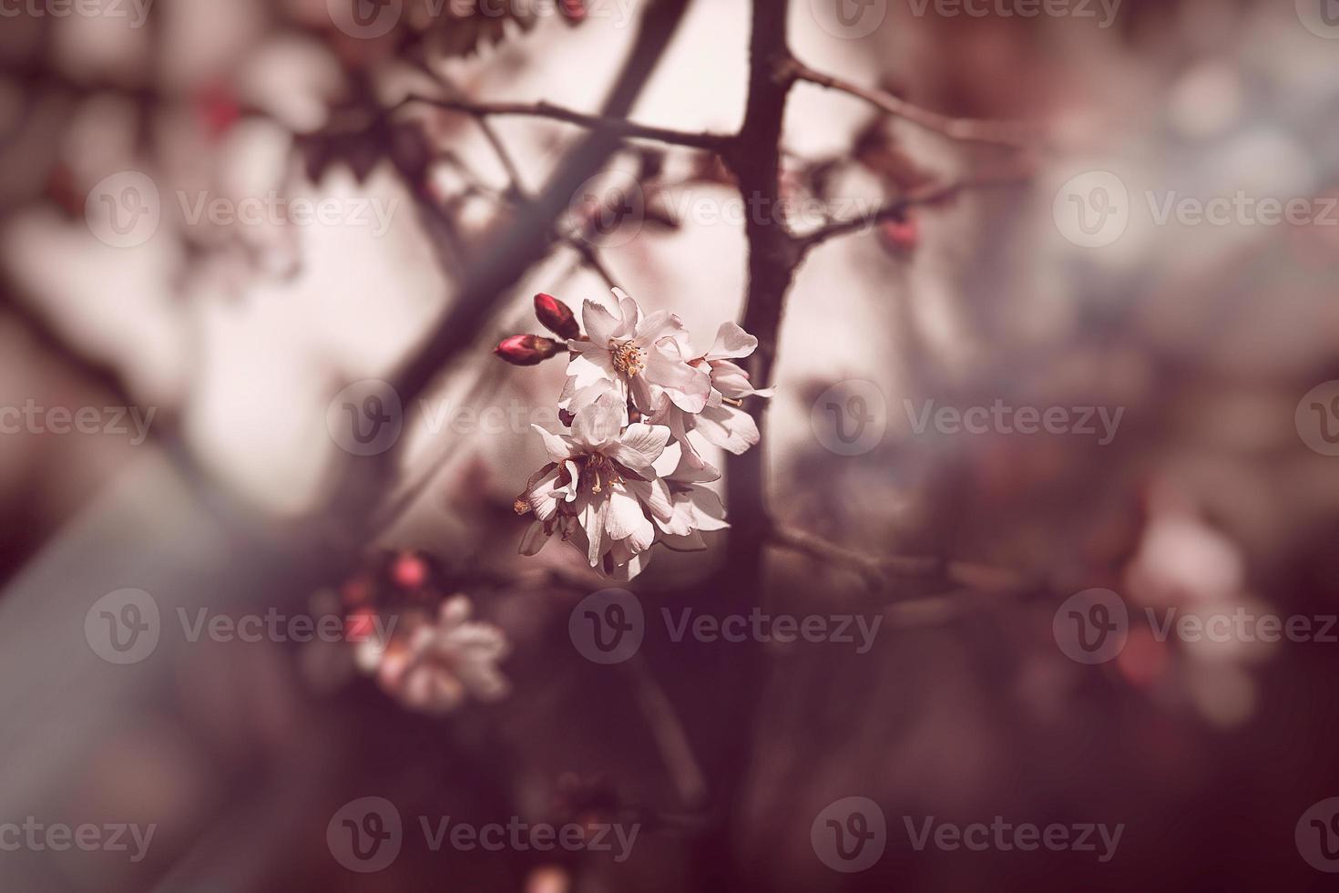 vår träd blomning i rosa i närbild utomhus i de värma solsken foto