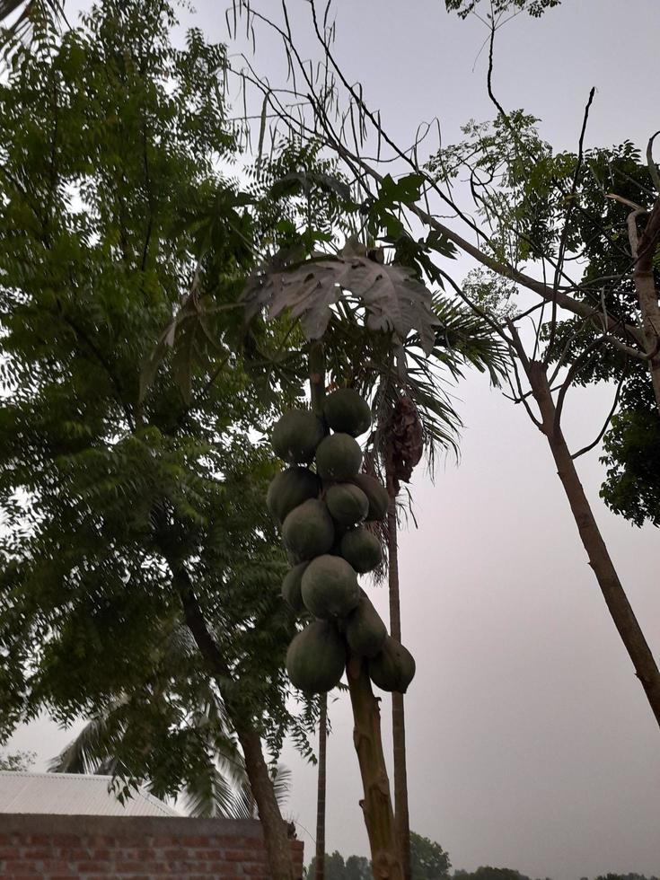 papaya träd den där Björn tung frukt på de sida av de by väg, Bangladesh, Asien foto