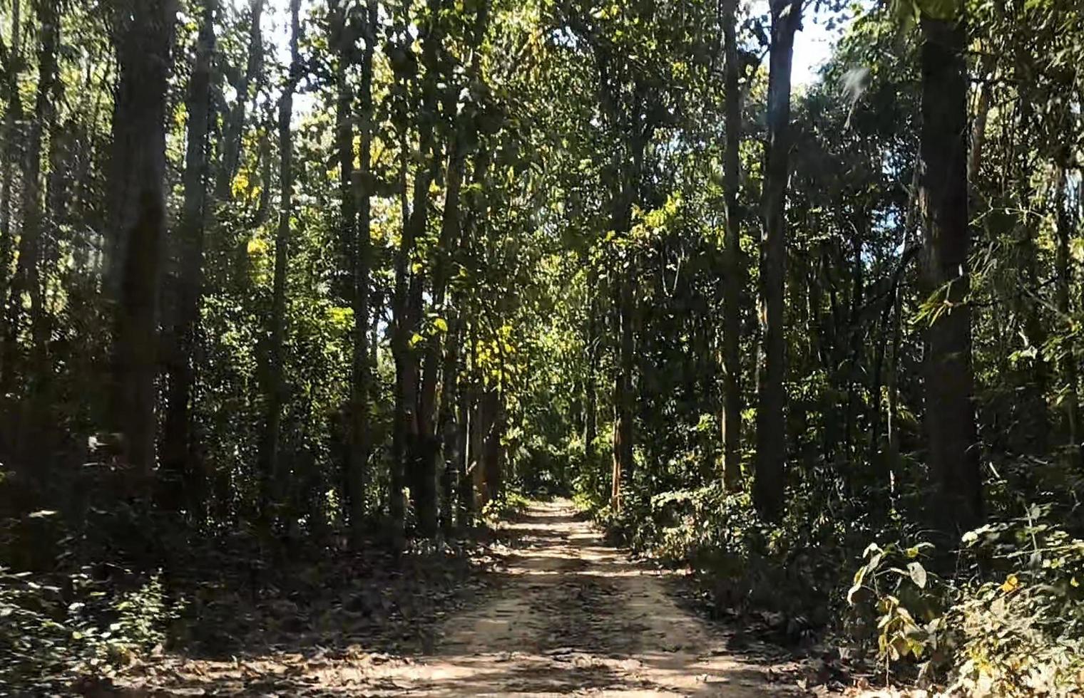 tropisk skog i thailand. skön natur i Asien. Sol lysande genom de grenar av träd i de skog, årgång tona, naturlig grön bakgrund. foto