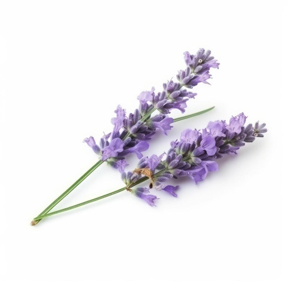 lavendel- blomma isolerat på vit. illustration ai generativ foto