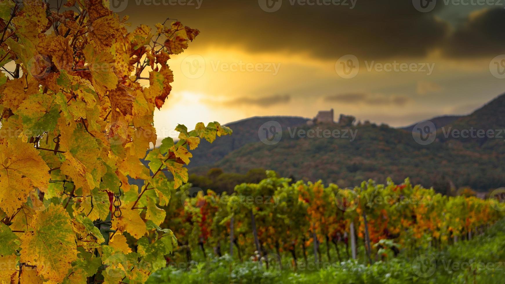 vingårdar och skog kullar i solnedgång i höst foto