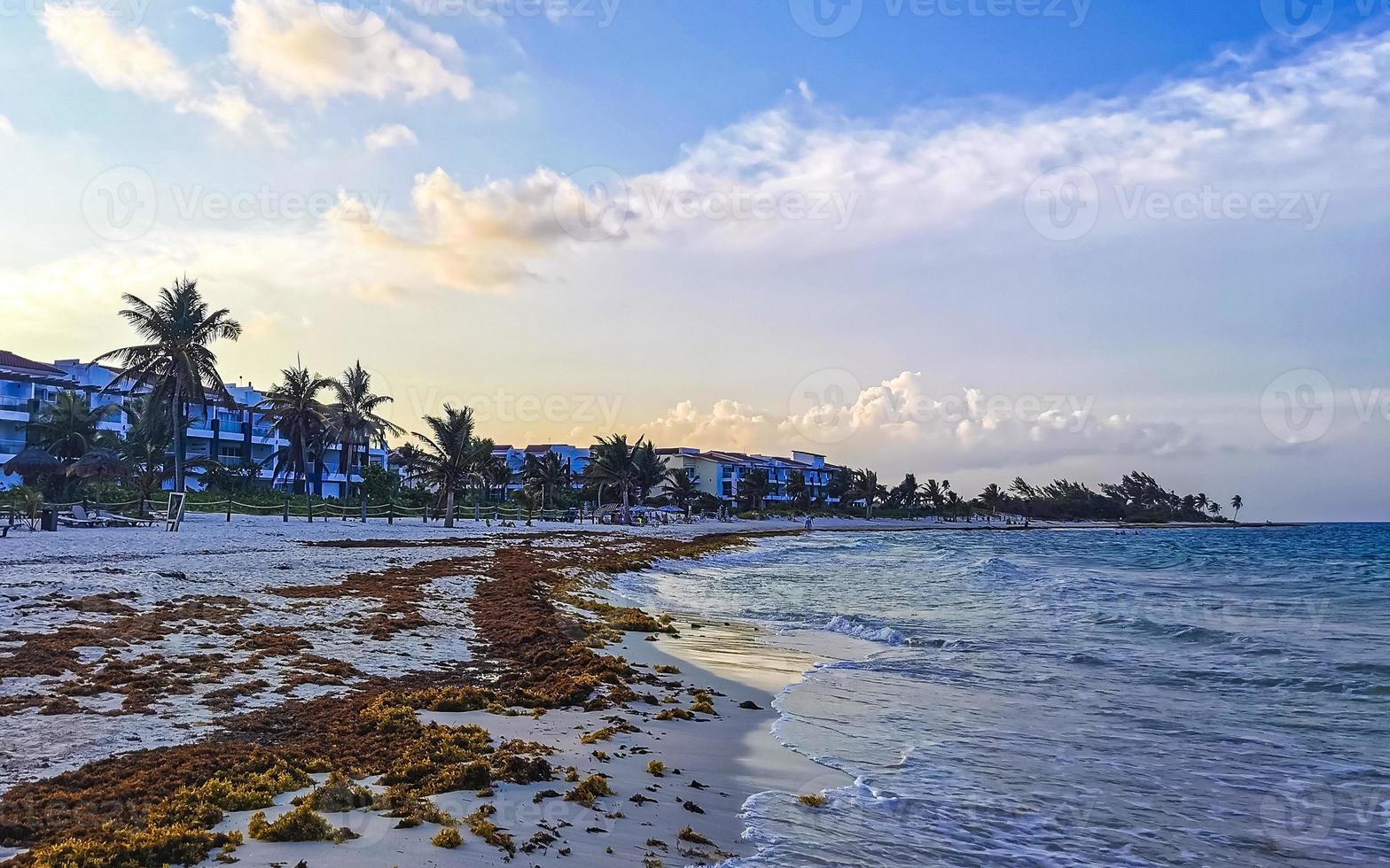 tropisk karibiska strand vatten tång sargazo playa del carmen Mexiko. foto