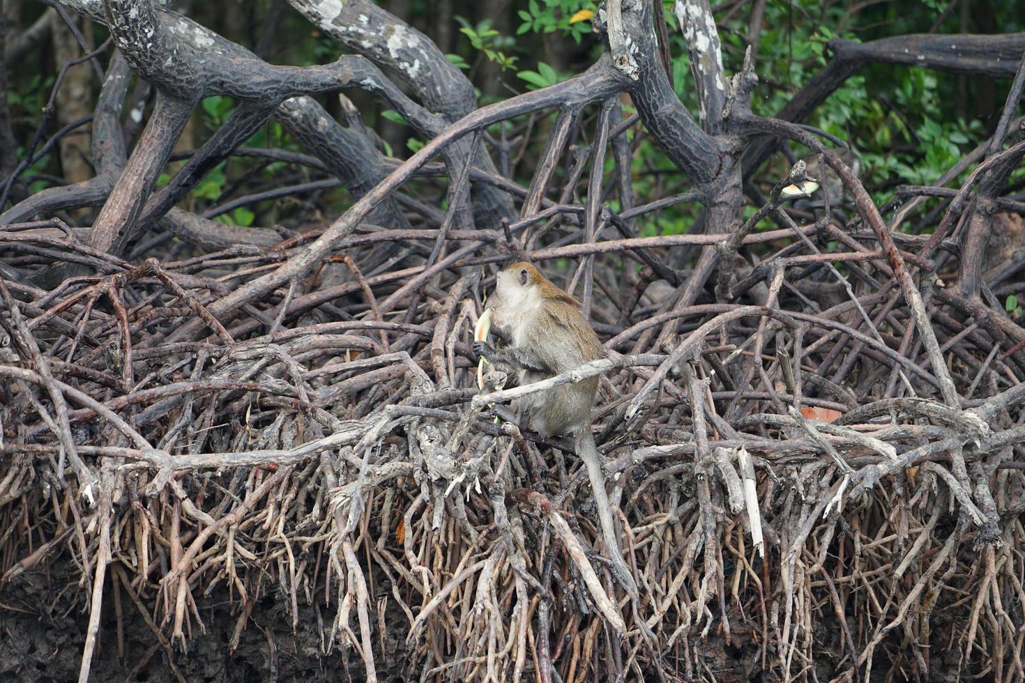 selektivt fokus på apa sitter på rötterna till mangroveträd och äter vattenmelon med suddig djungel i bakgrunden foto