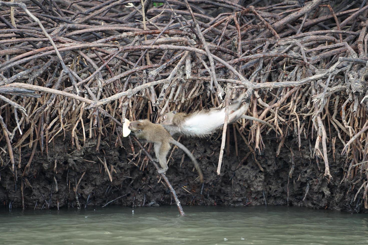 rörelse suddiga apor klättrar på rötterna till mangroveträd och kämpar för mat foto