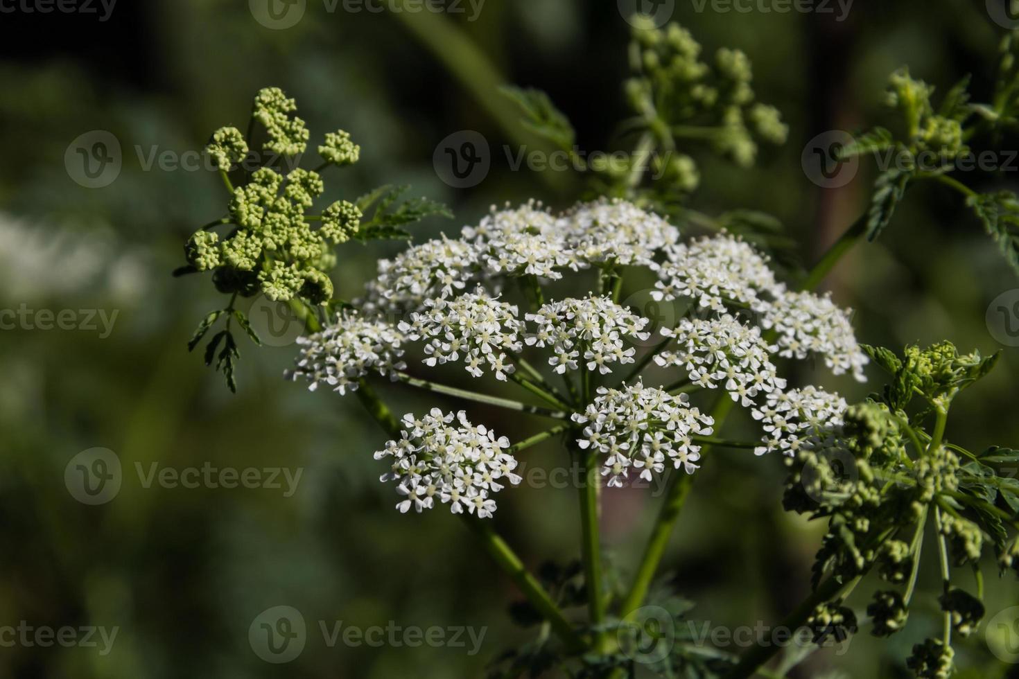 vit odört blomma på de växt i sommar foto