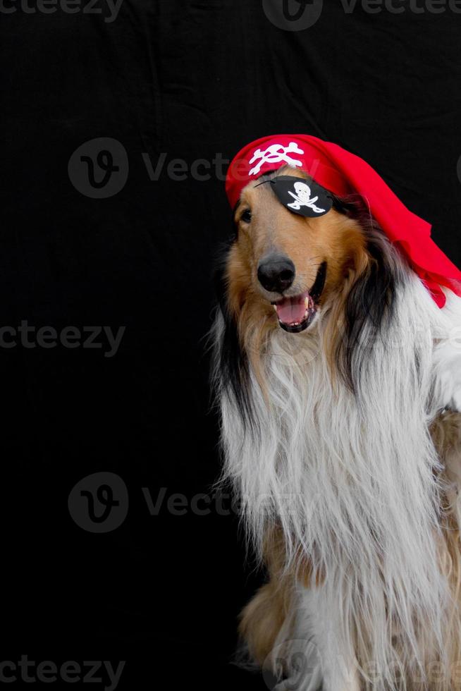 porträtt av en gyllene collie hund klädd som en pirat foto