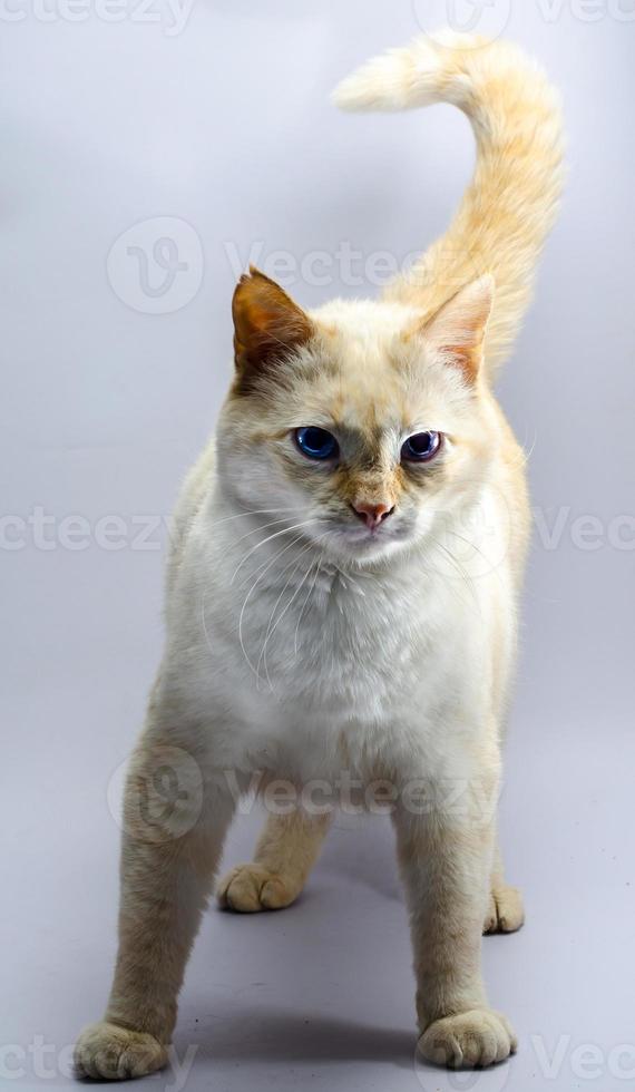 orange katt med blå ögon foto