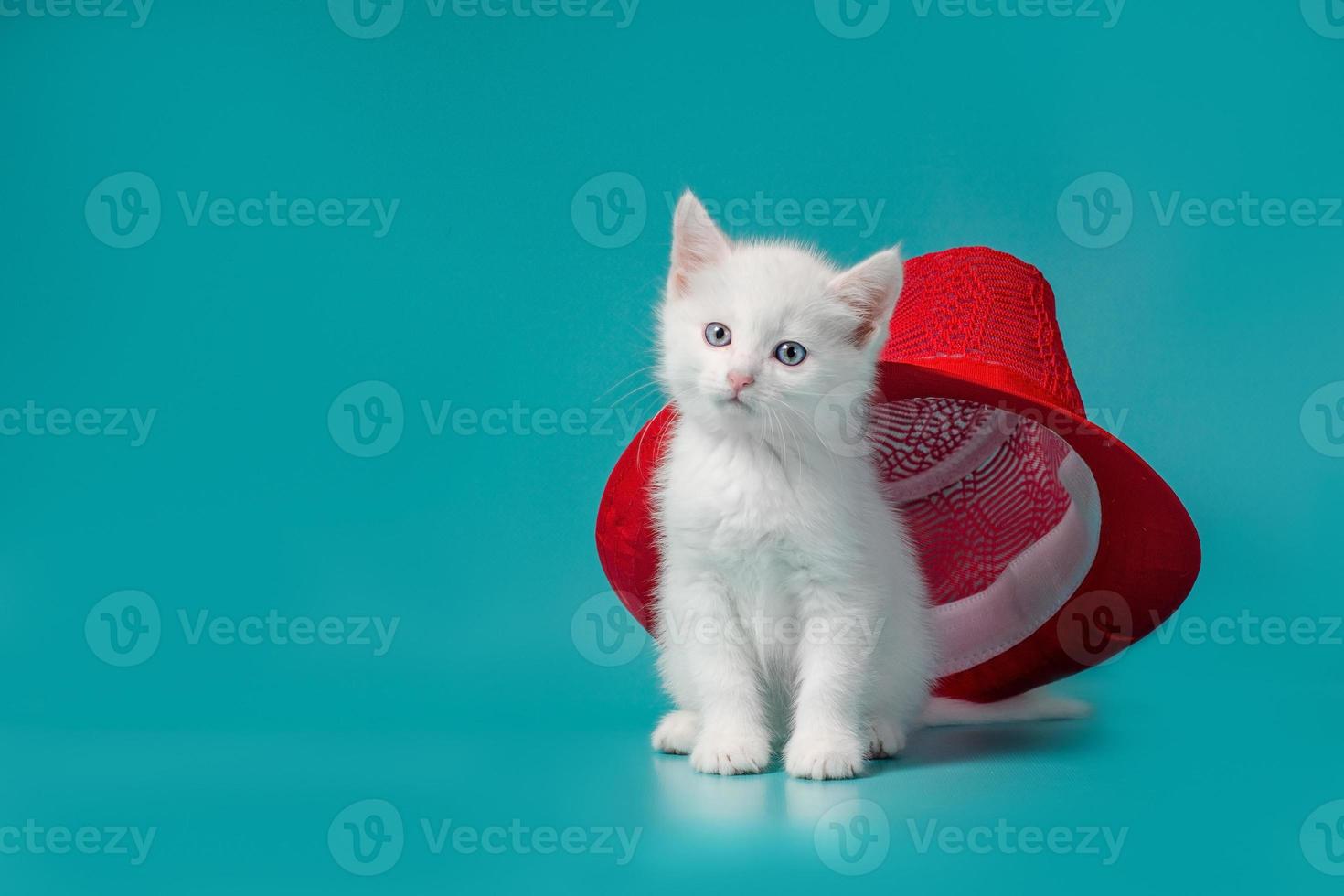 vit katt med en röd hatt foto