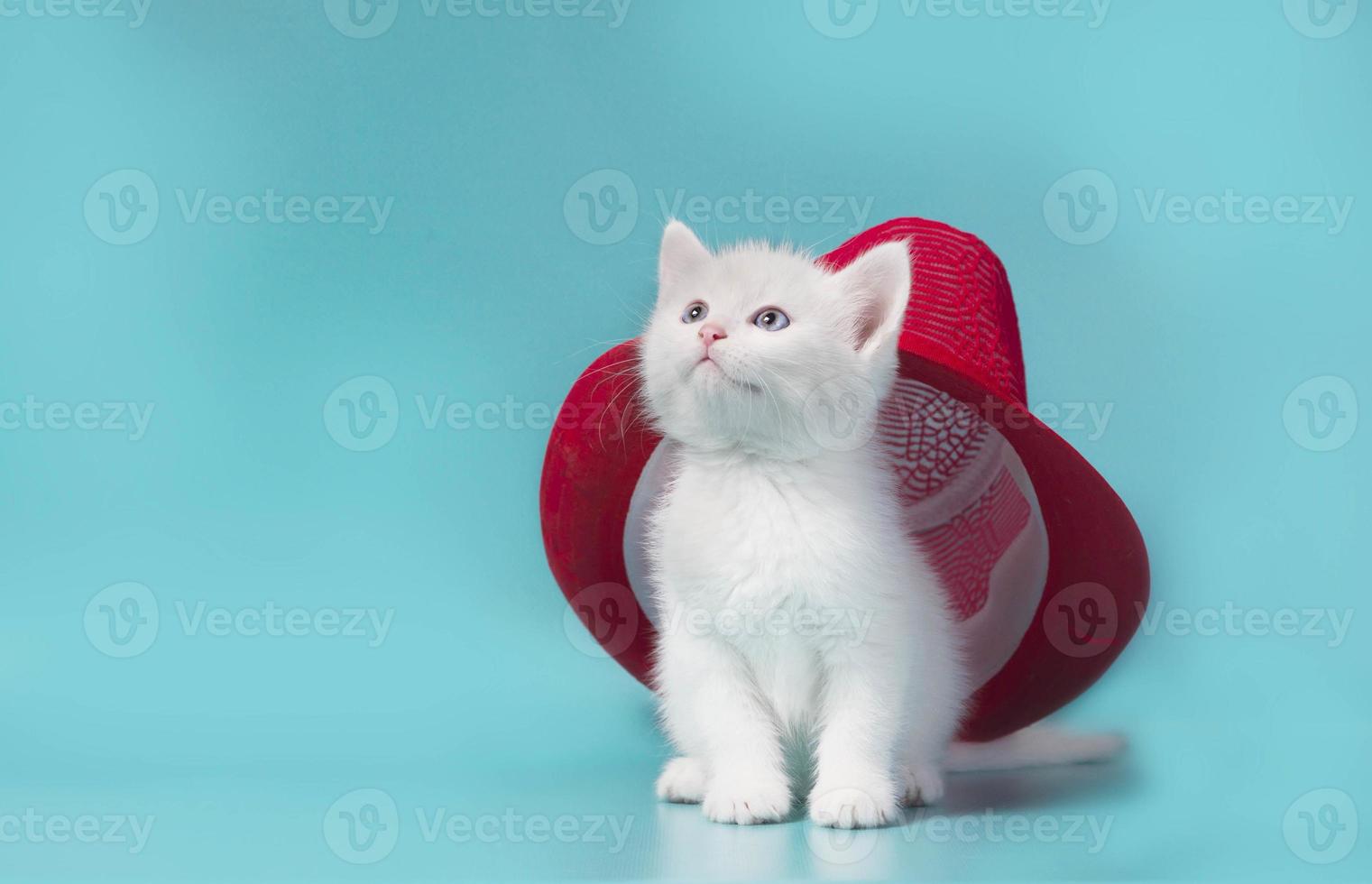 röd hatt på en katt foto