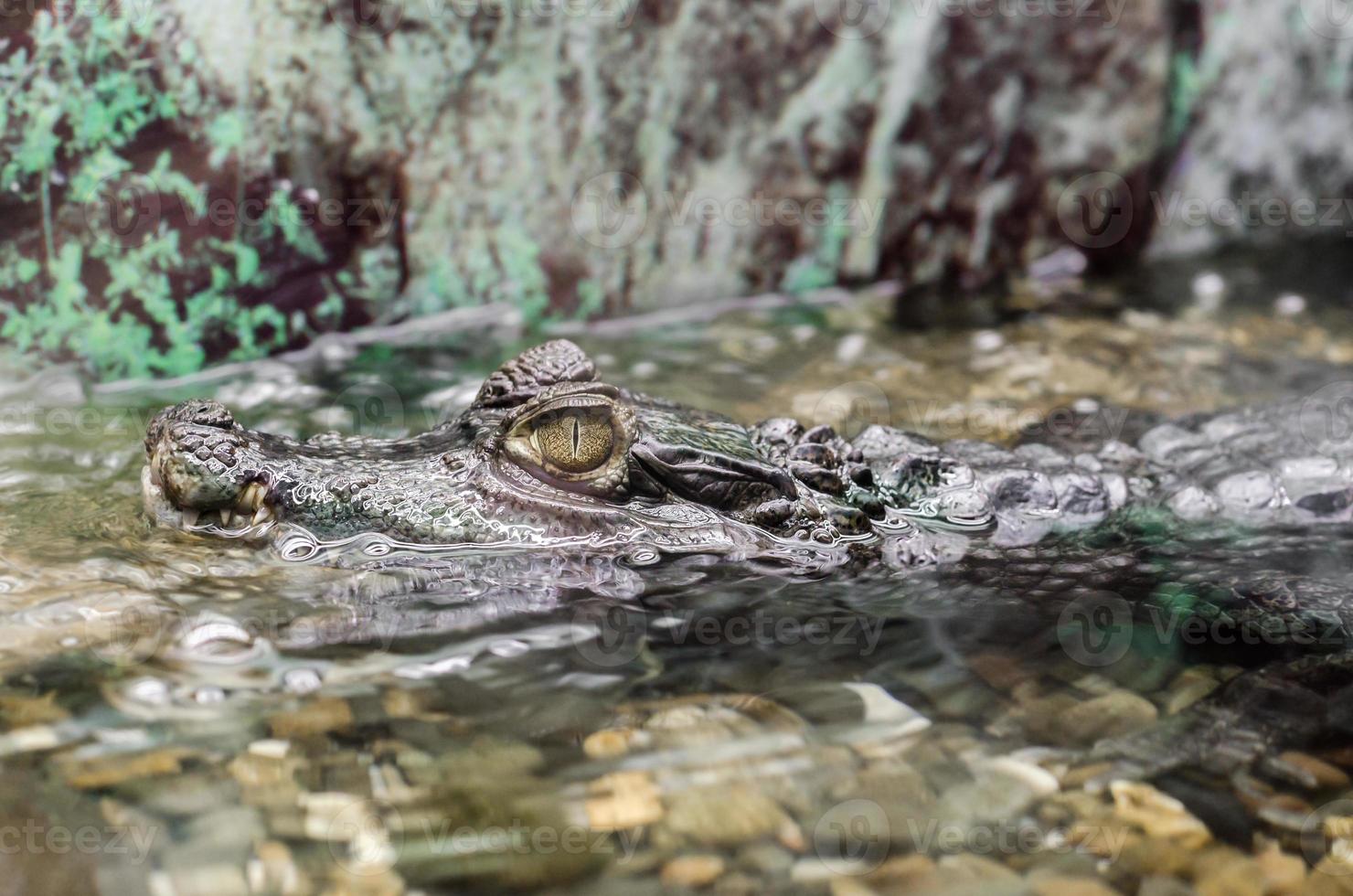 krokodil i vattnet foto