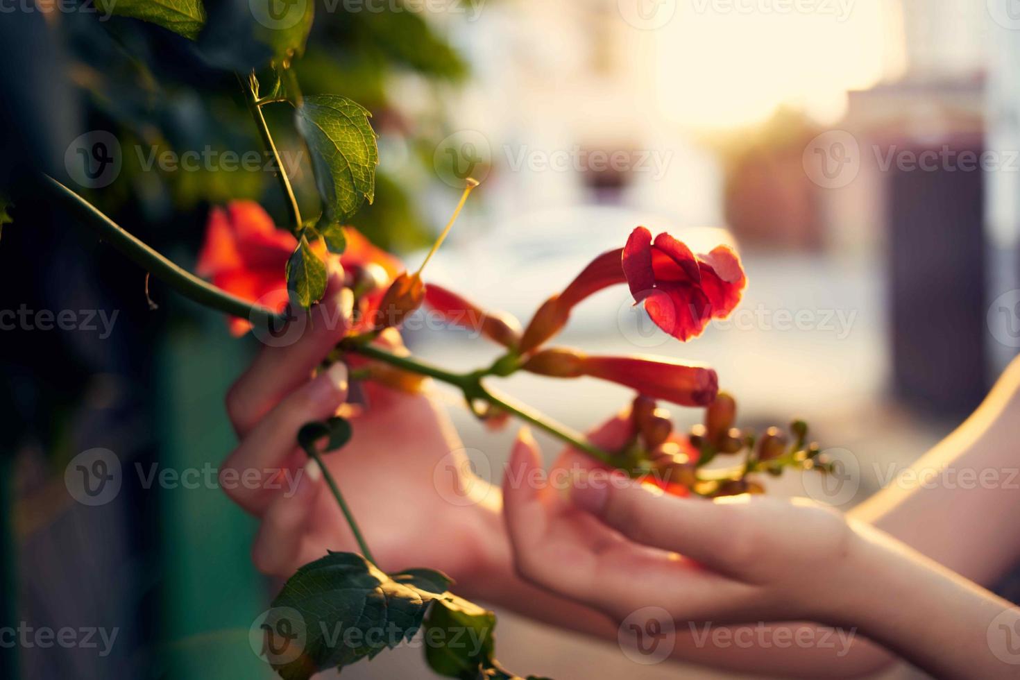 blommor utomhus skönhet mode sommar färsk luft foto