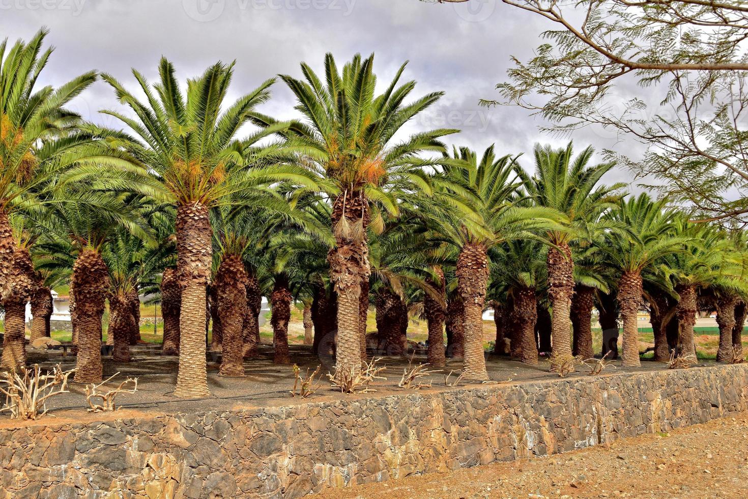 exotisk original- handflatan skog växande på de spanska ö av fuerteventura foto