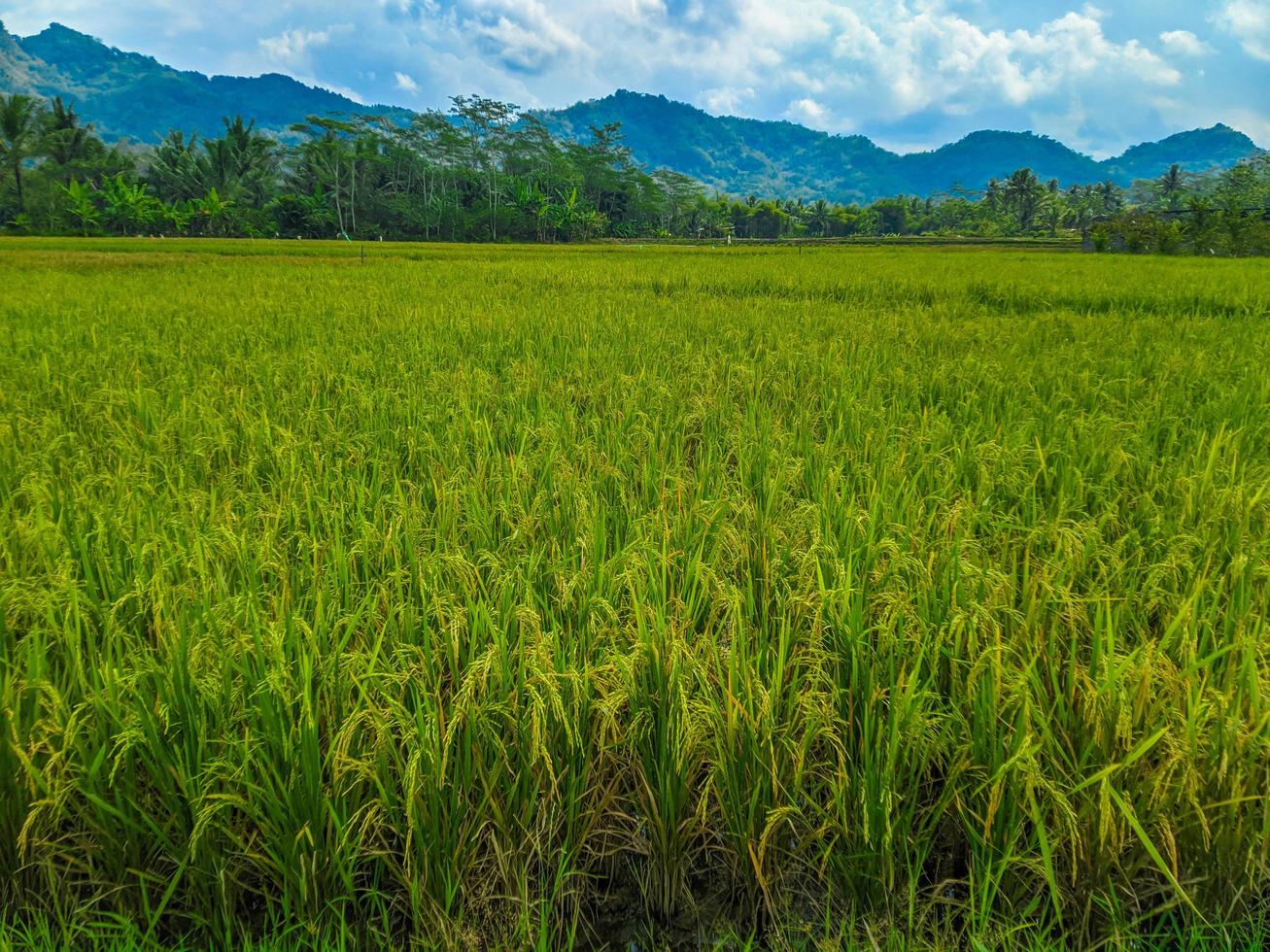 skön ris fält landskap med blå himmel och berg. foto