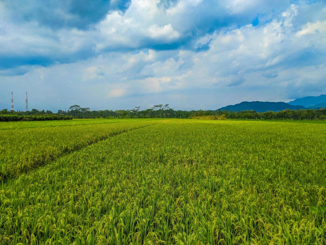 landskap ris fält och blå himmel. foto