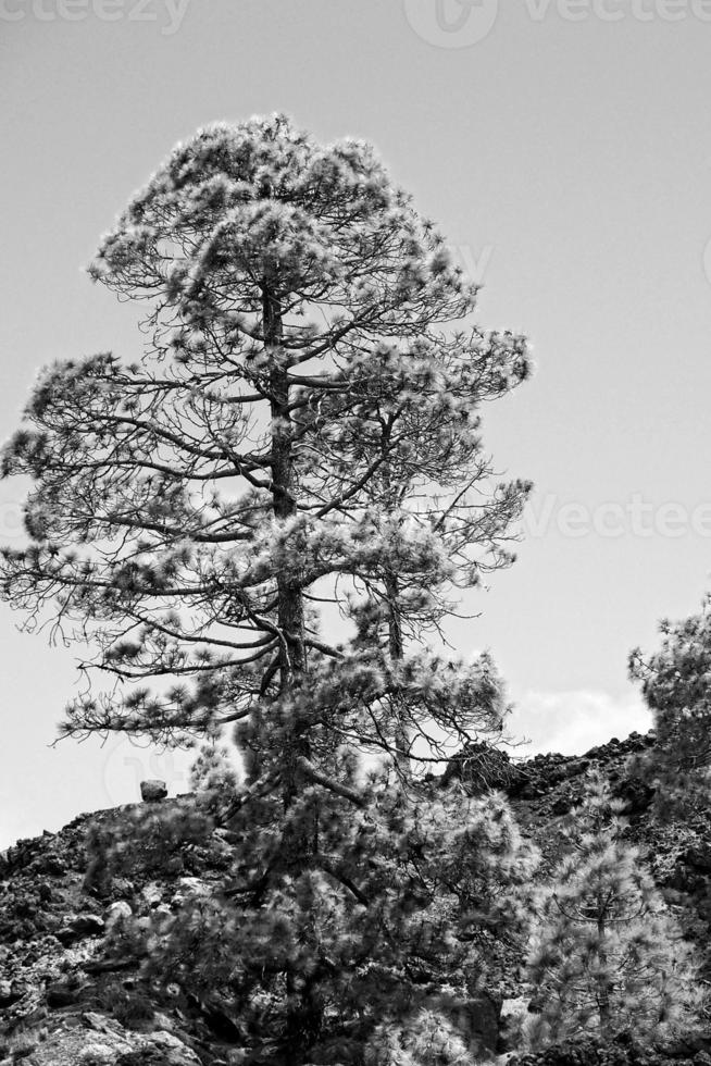 lugna berg landskap runt om teide på de spanska kanariefågel ö tenerife foto