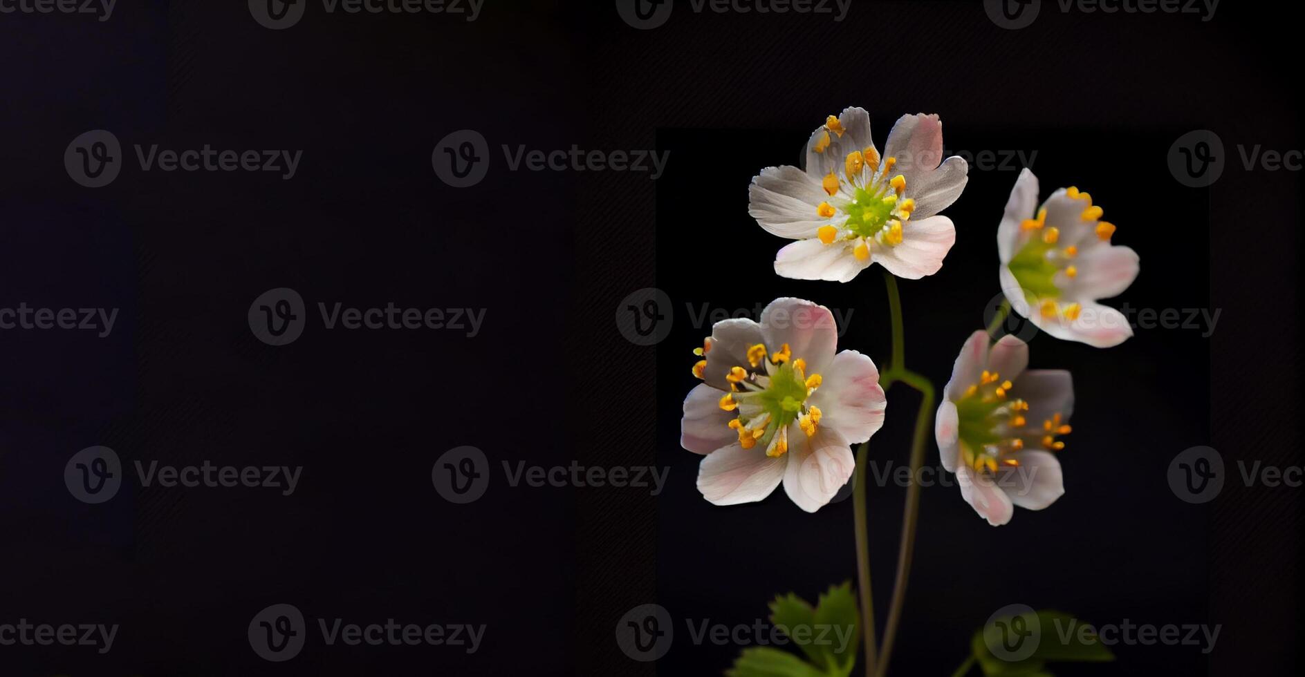 difyleia grayi blomma i svart bakgrund ai genererad foto