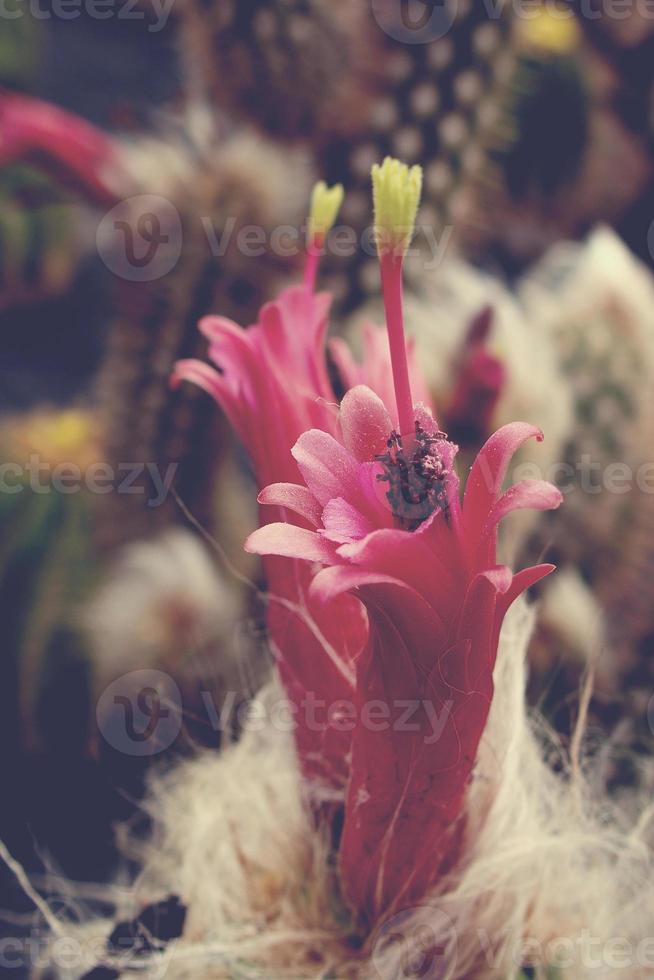 taggig kaktus med rosa blommor i närbild foto