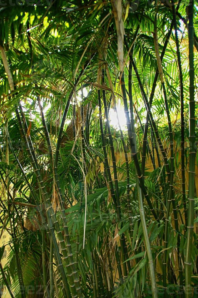 exotisk bakgrund med grön bambu skog och lysande Sol foto