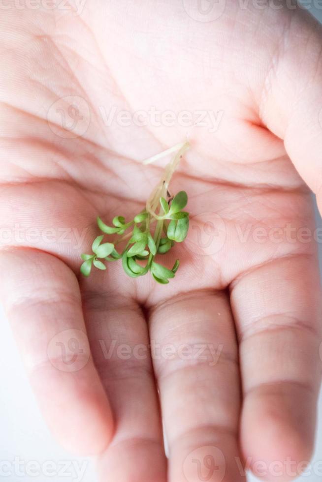 en barnets hand är innehav en grön scharlakansrött innan påsk foto