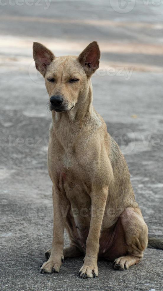 thai hund Sammanträde på de cement golv ensam. kort rosa håriga hund. foto