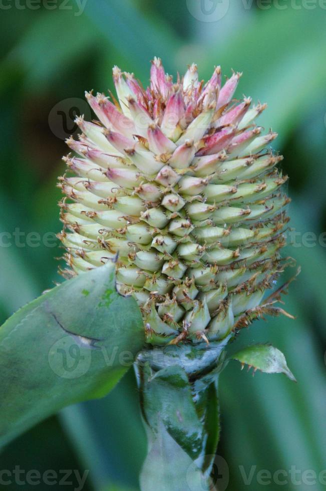 exotisk blomma växande i en botanisk trädgård på de spanska ö av tenerife på en sommar värma solig dag foto