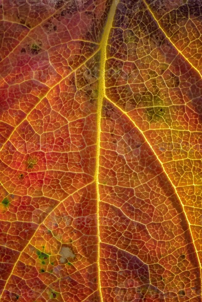 bakgrund av en färgrik höst blad. närbild foto