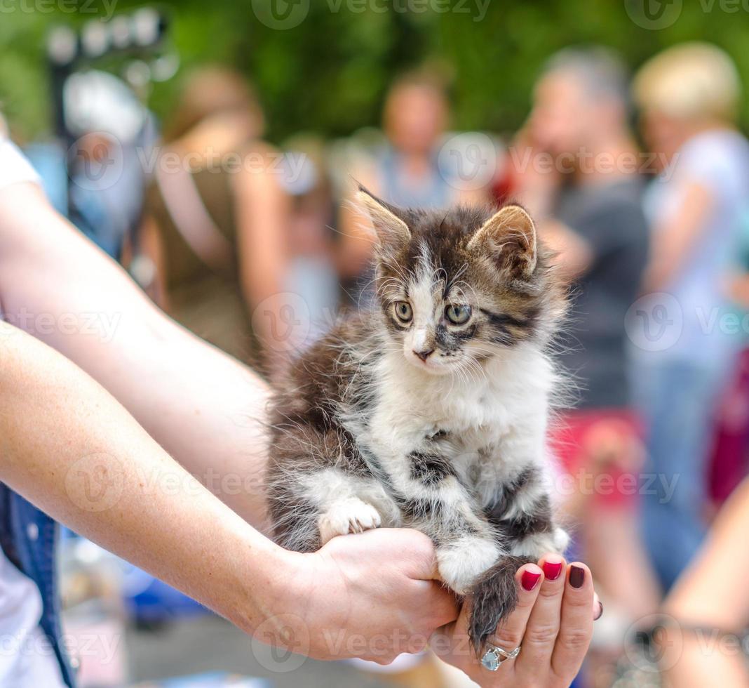 kvinna som håller ut en kattunge foto