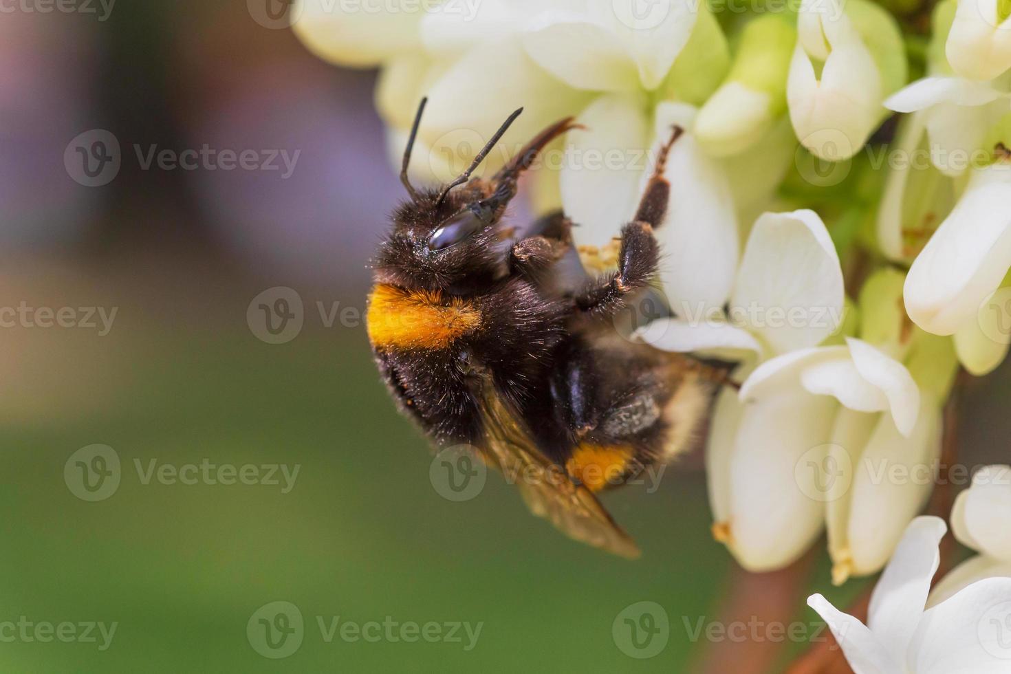 stänga upp av humla sammankomst pollen på vit akacia träd blomstrande foto