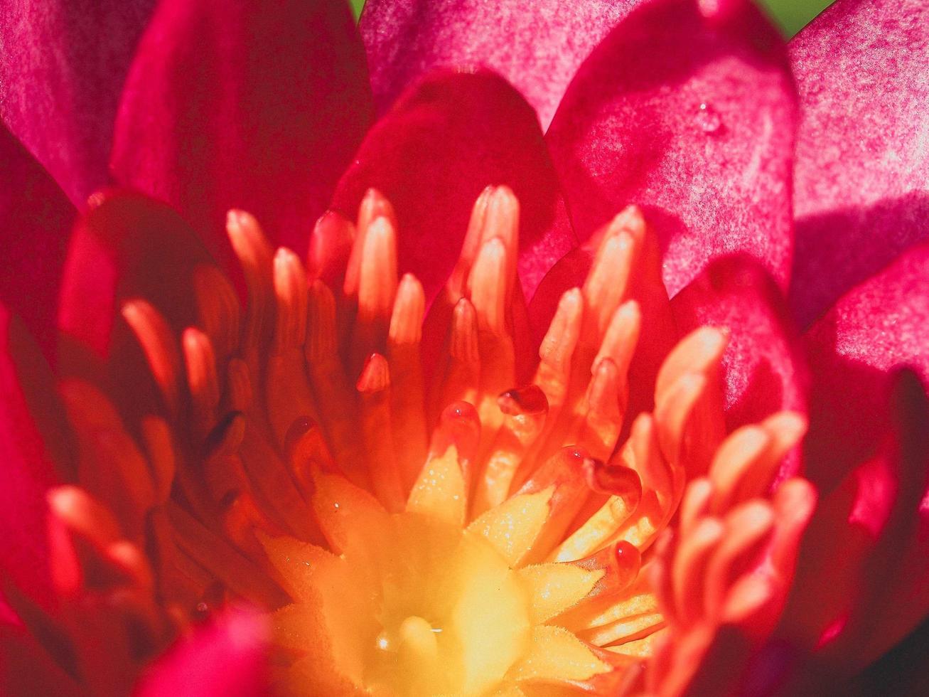 lotusblomma i naturen foto