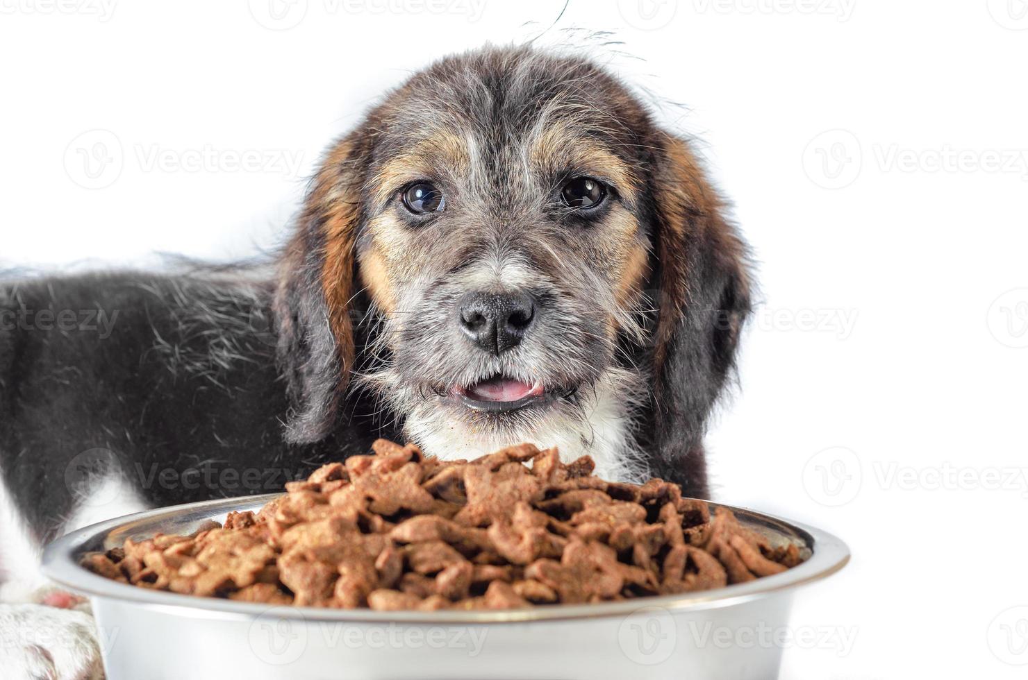 hund med torrfoder foto