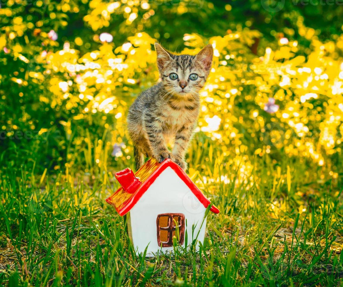 kattunge på ett hus foto