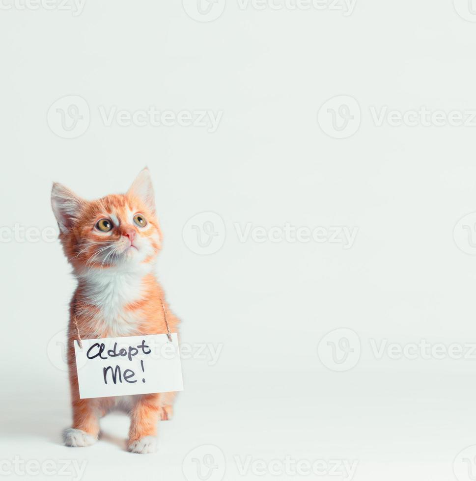 orange kattunge med adopt me sign foto