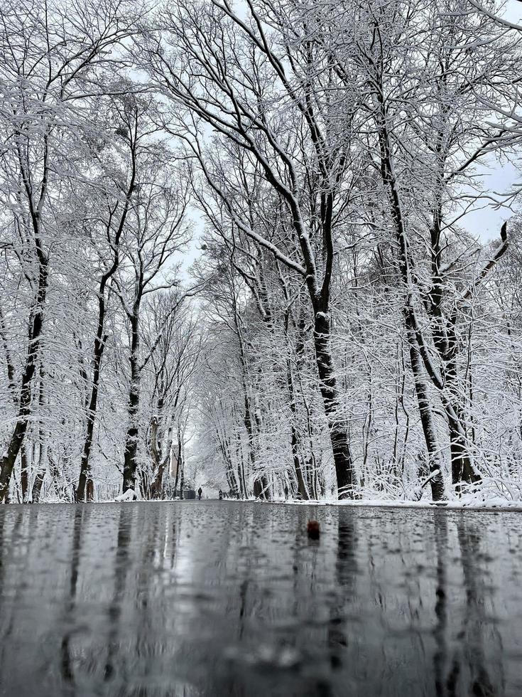 magi kall frostig skog i ukraina foto