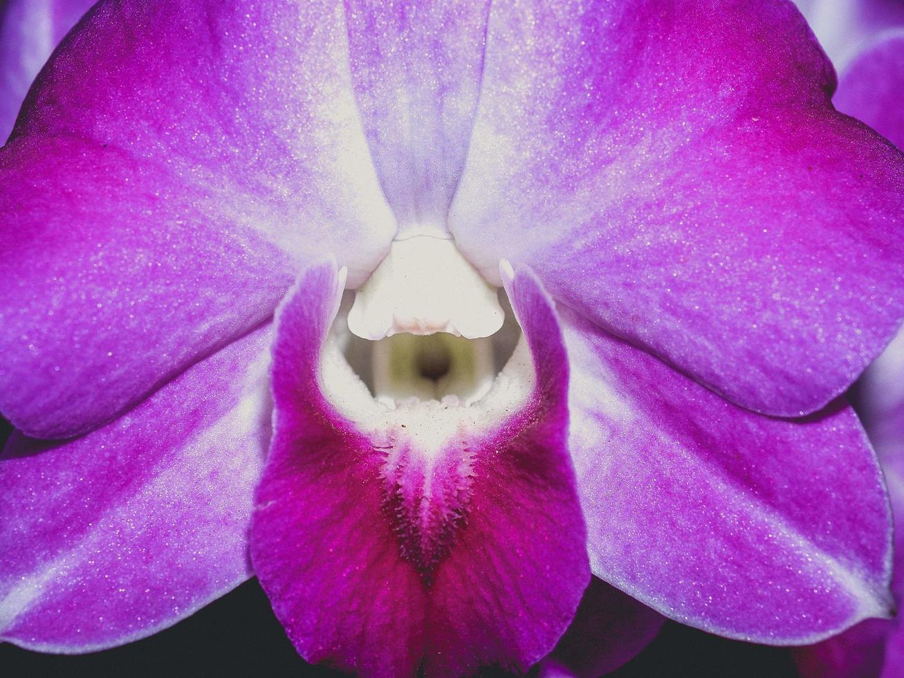 orkidéblomma i naturen foto