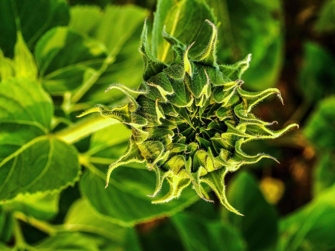 solrosfält i naturen foto